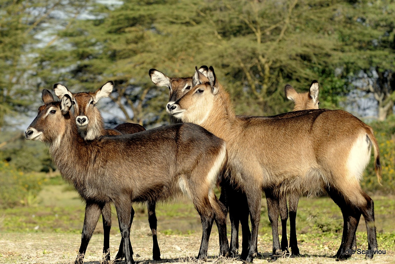 Cobe defassa/Waterbuck (3)