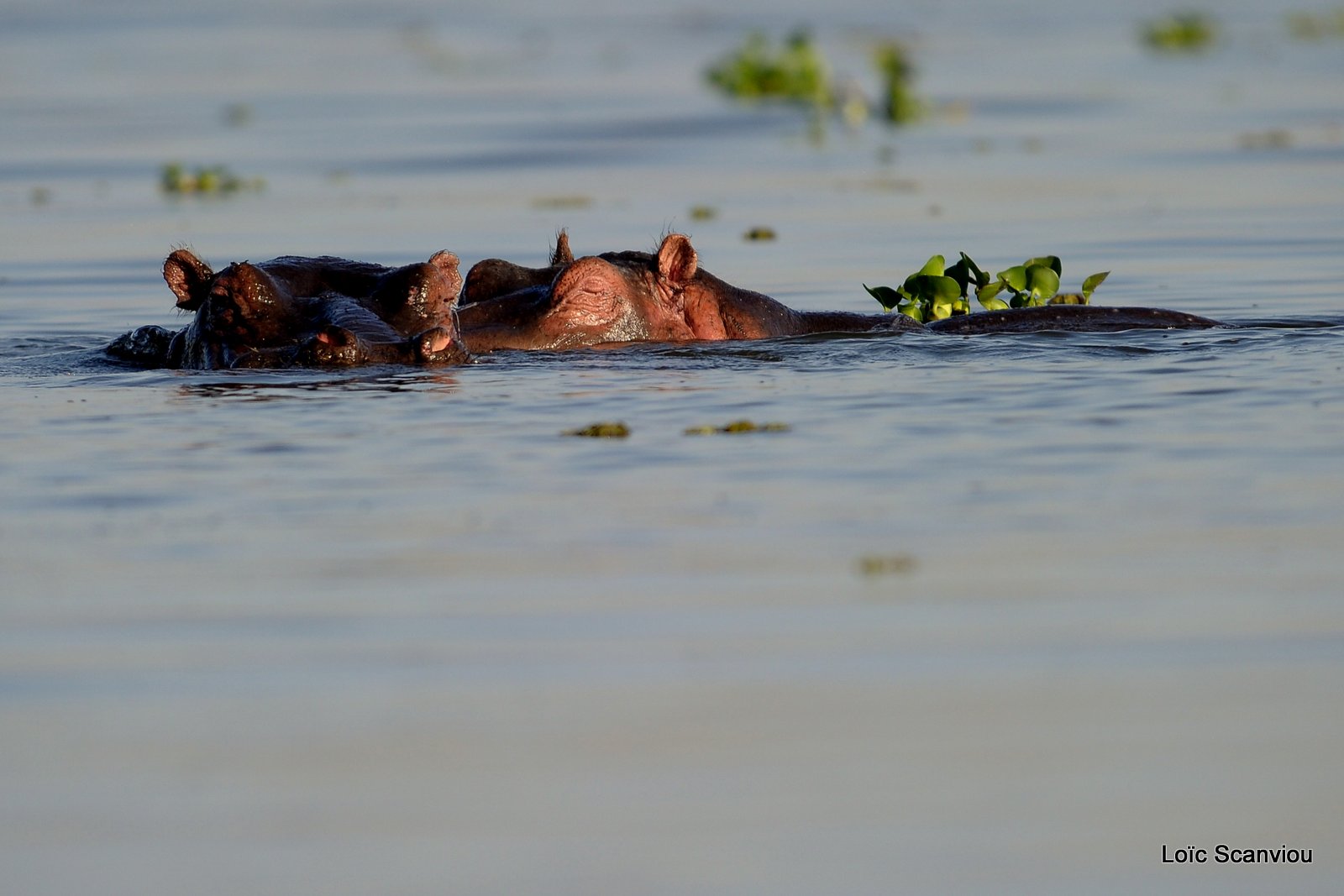 Hippopotame/Hippopotamus (2)