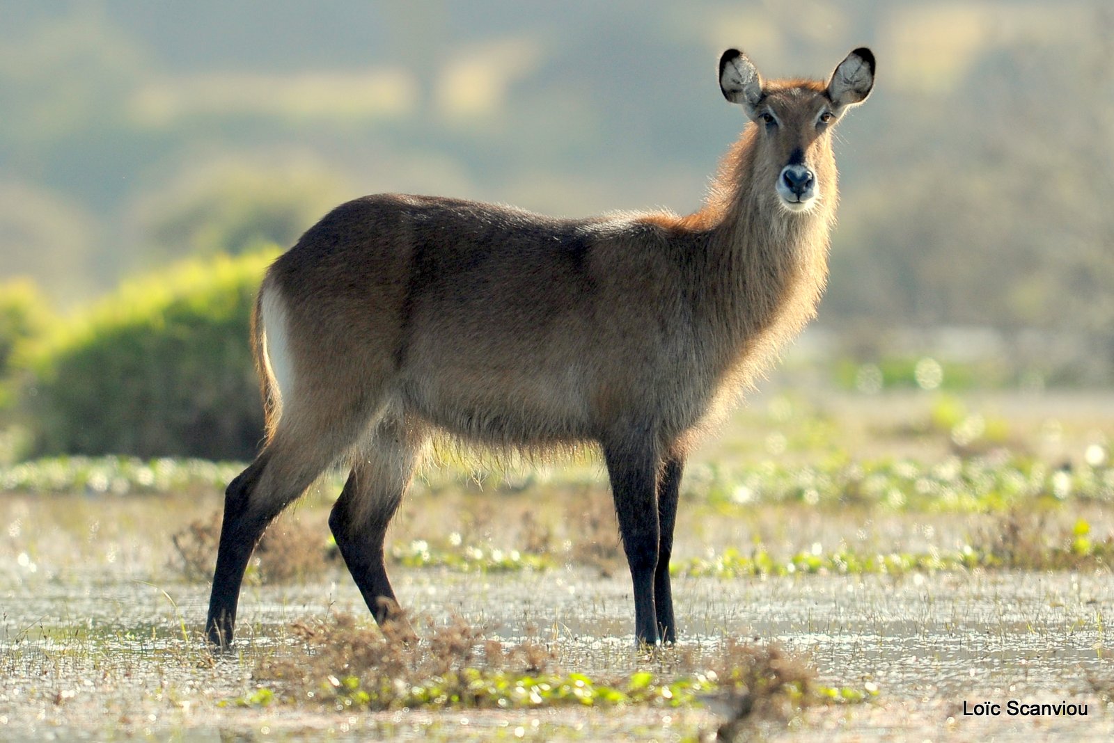 Cobe defassa/Waterbuck (1)