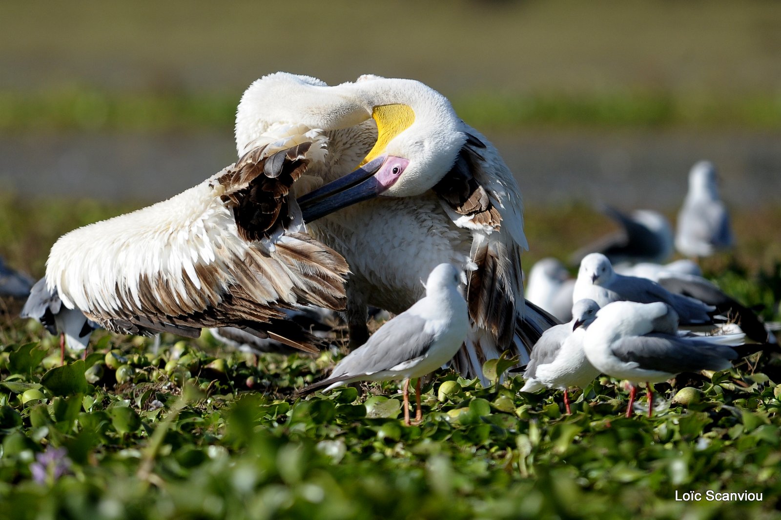 Pélican blanc/Great White Pelican (1)