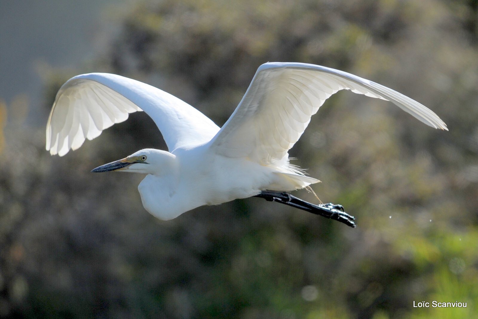 Aigrette/Egret (2)