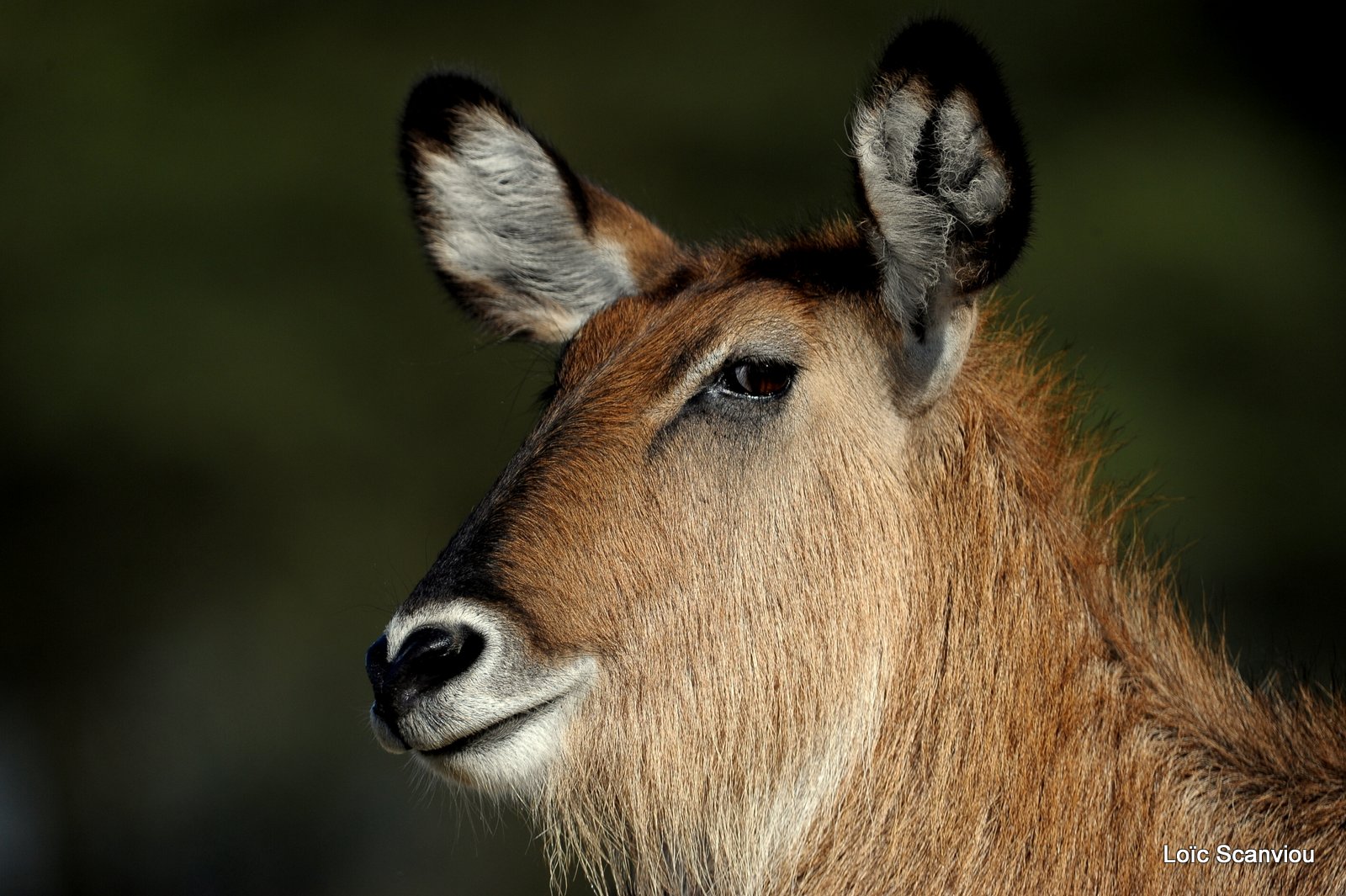 Cobe defassa/Waterbuck (2)