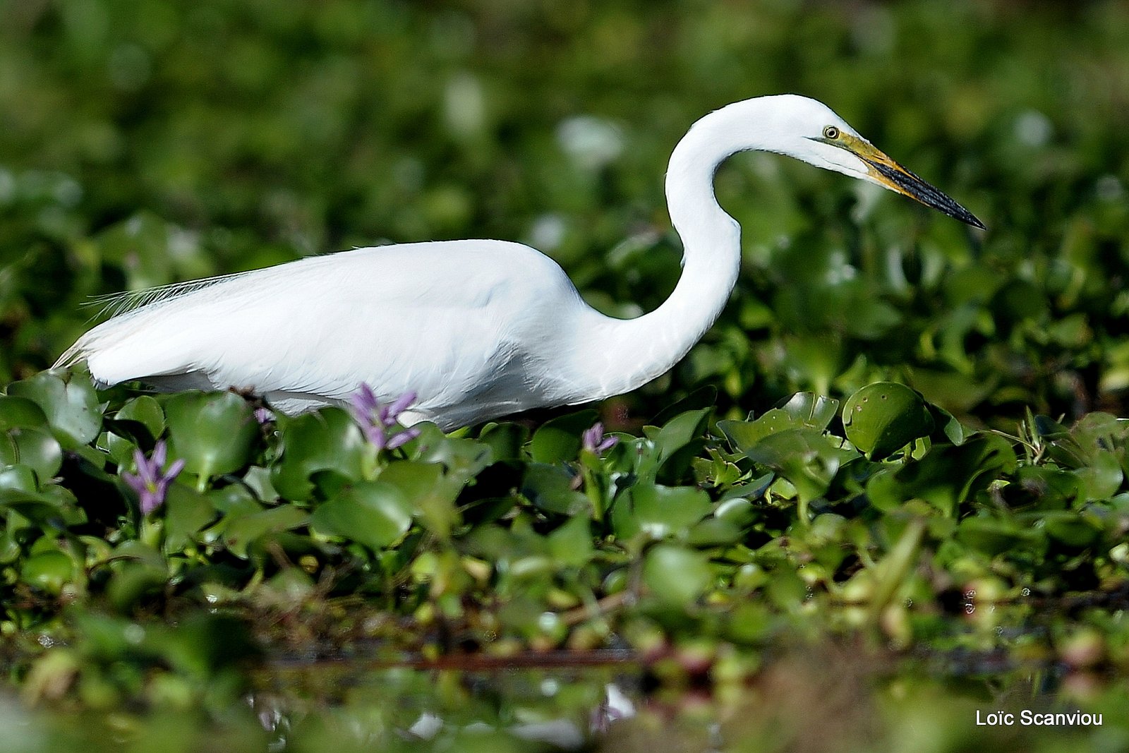 Aigrette/Egret (3)