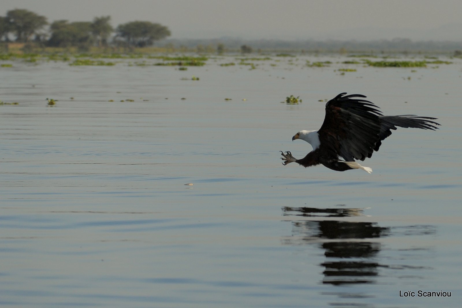 Aigle vocifère/African Fish Eagle (2)