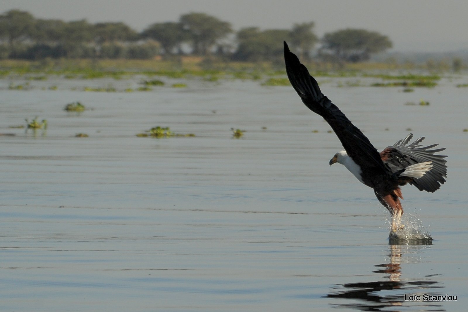 Aigle vocifère/African Fish Eagle (3)