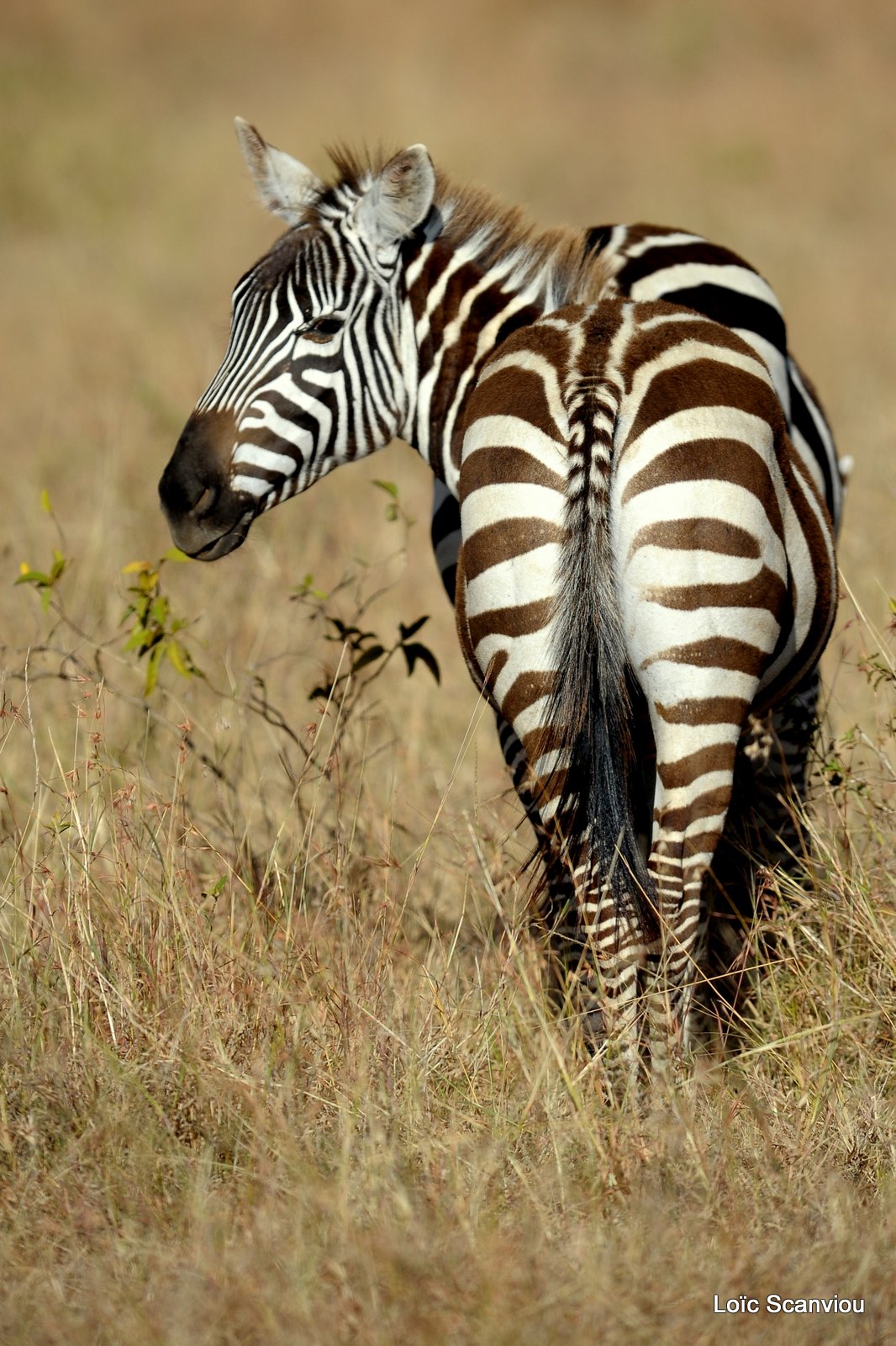Zèbre/Zebra (5)