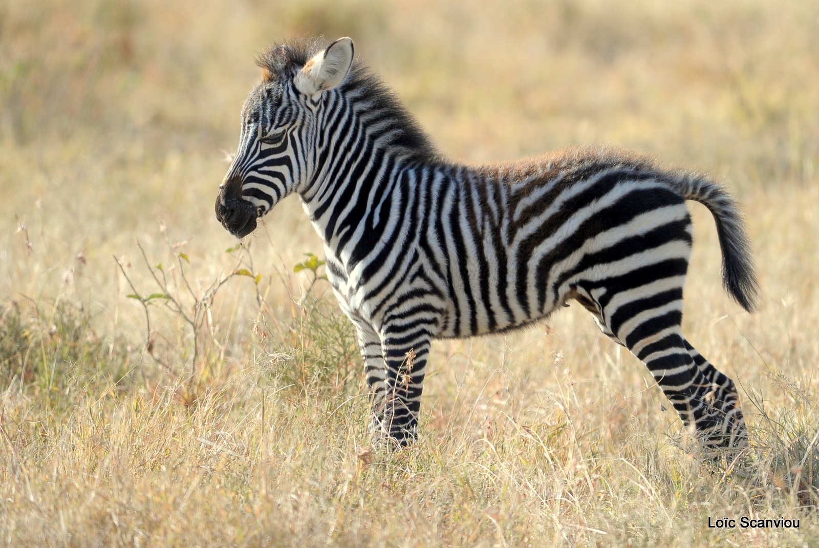 Zèbre/Zebra (6)