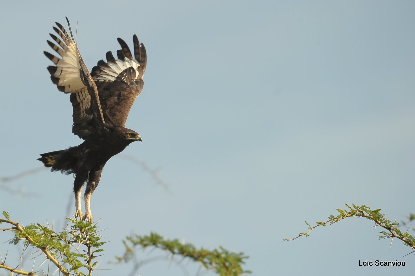 Aigle huppard/Long-crested Eagle (1)
