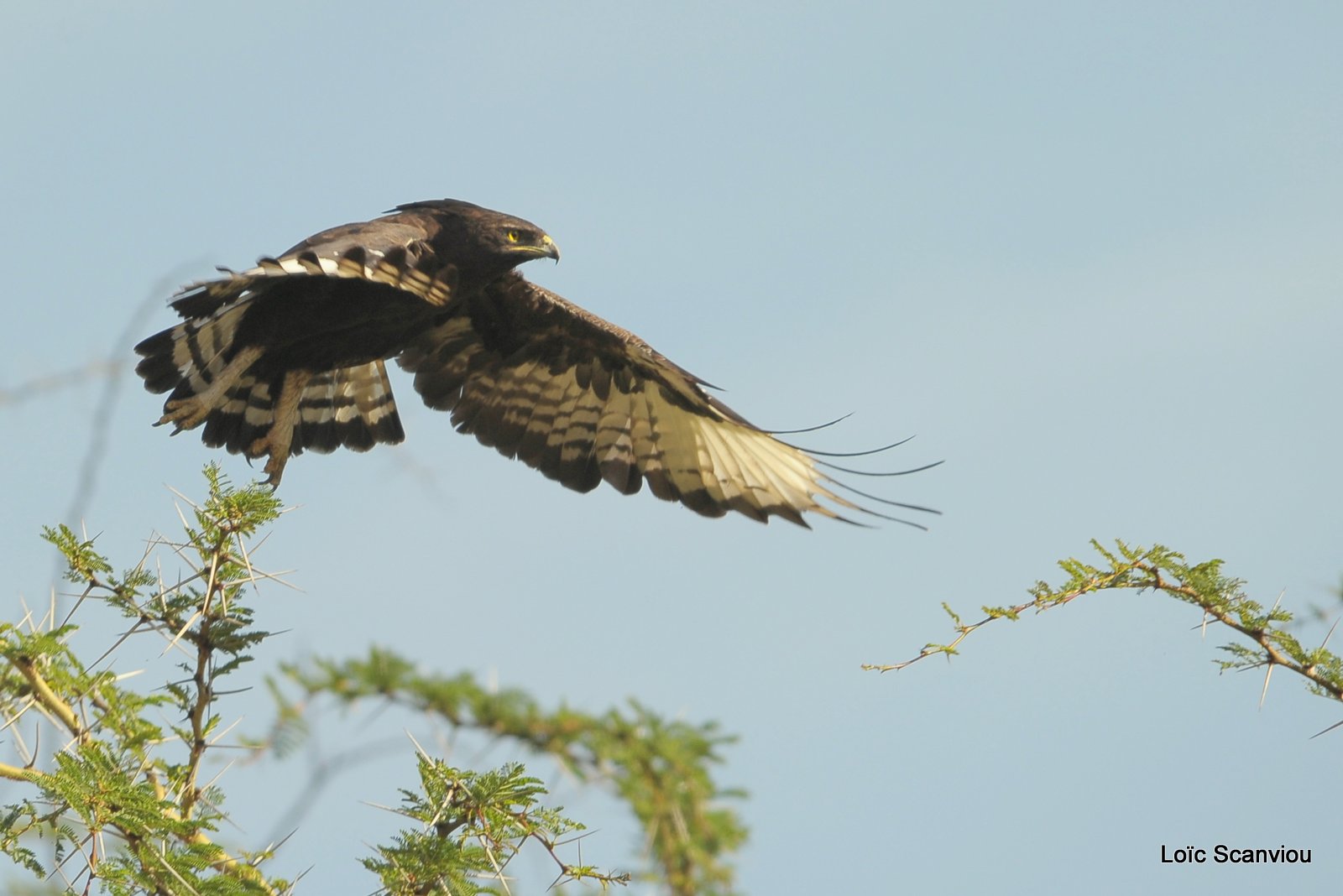 Aigle huppard/Long-crested Eagle (2)