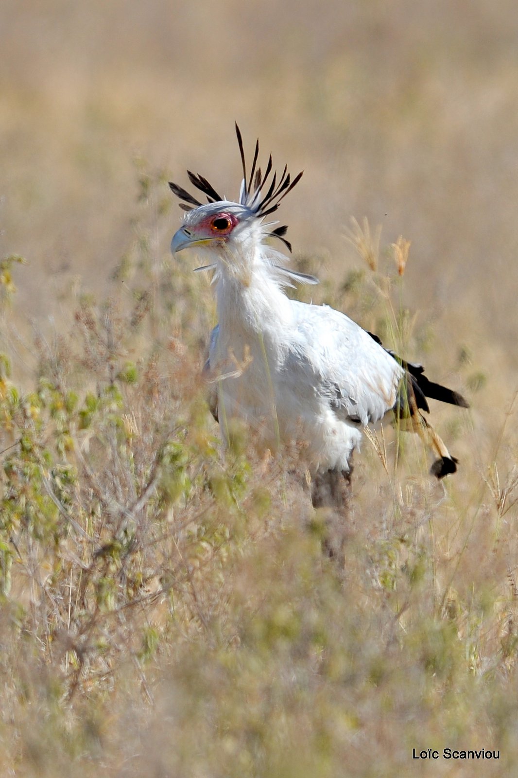 Messager sagittaire/Secretary Bird (2)