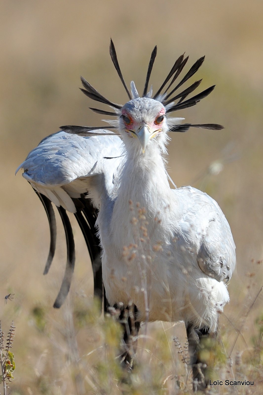 Messager sagittaire/Secretary Bird (3)