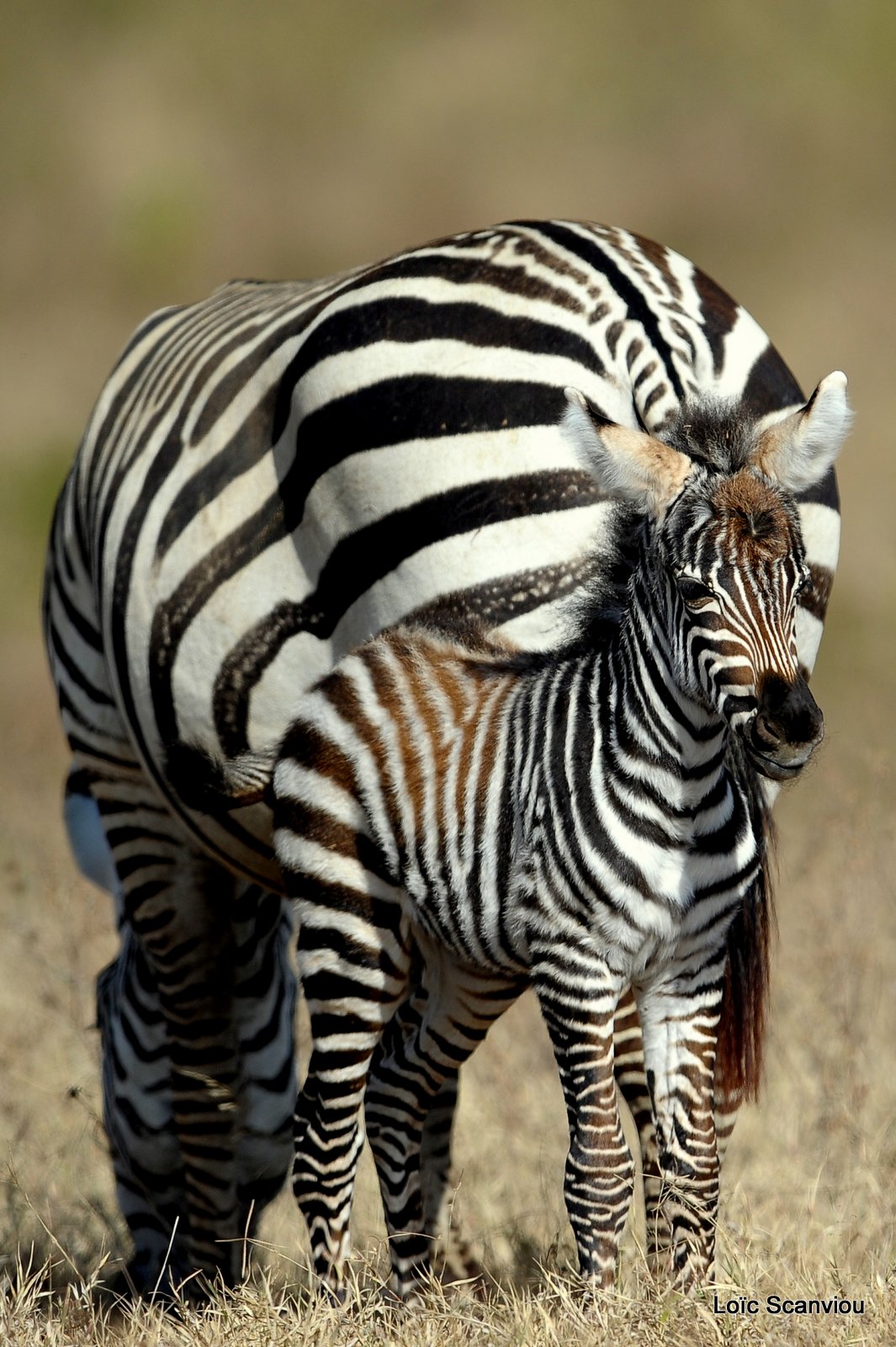 Zèbre/Zebra (7)