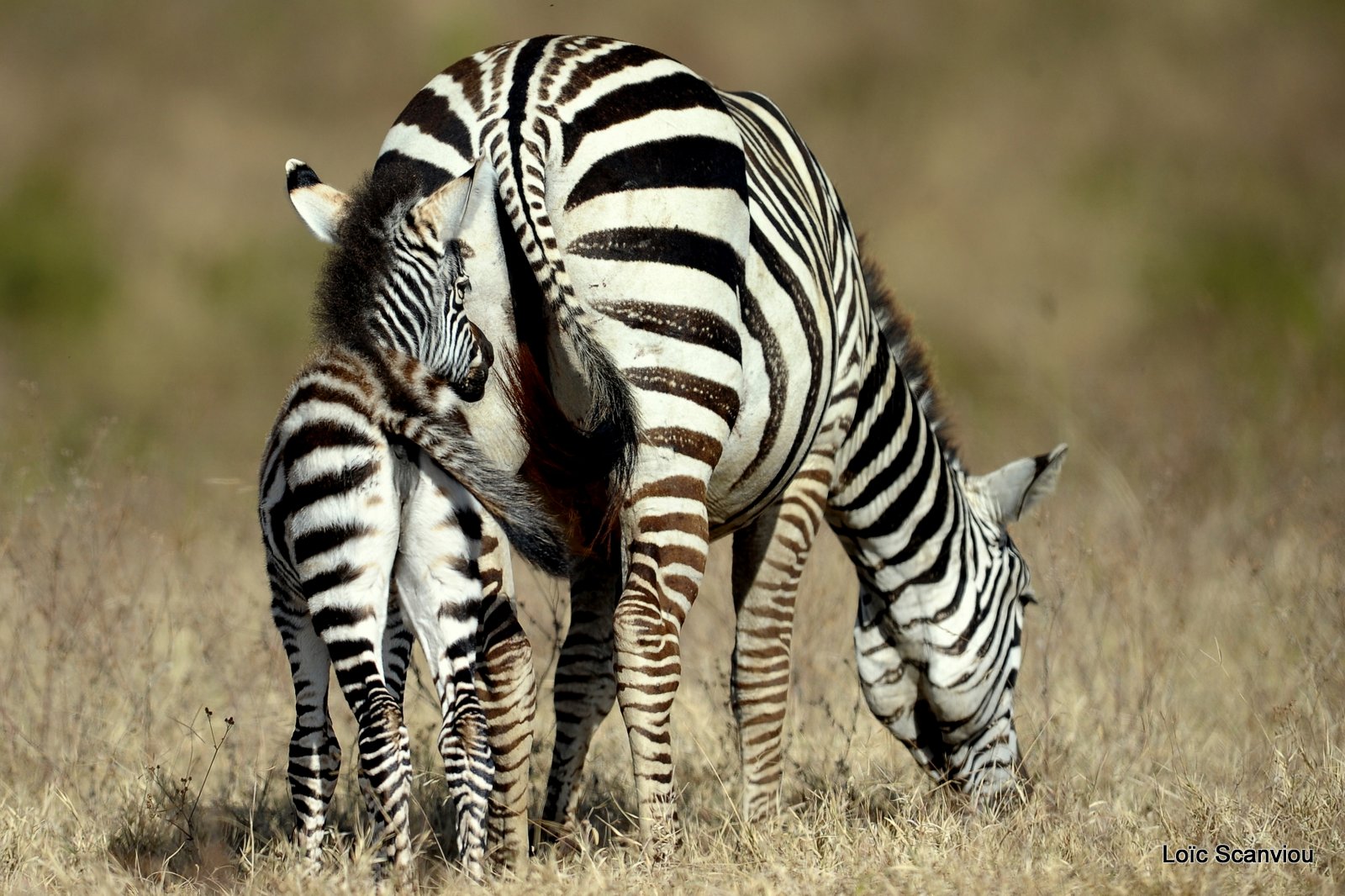 Zèbre/Zebra (8)