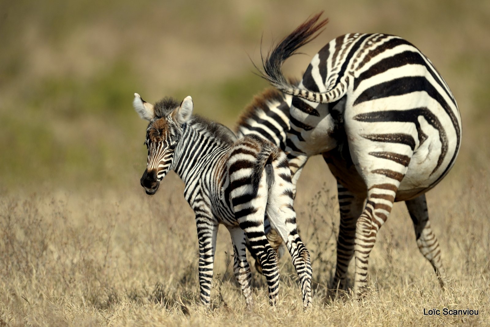 Zèbre/Zebra (9)