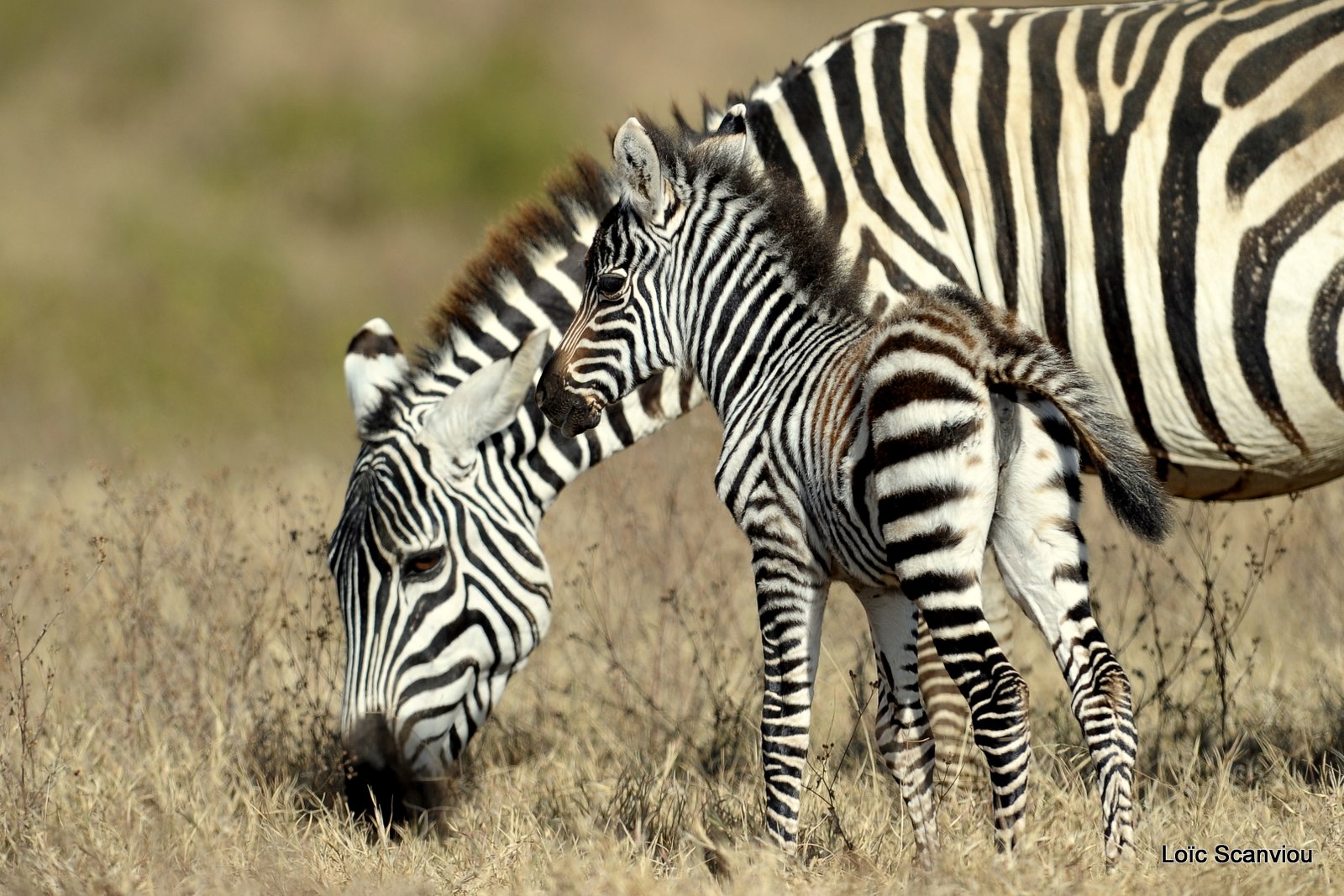 Zèbre/Zebra (10)