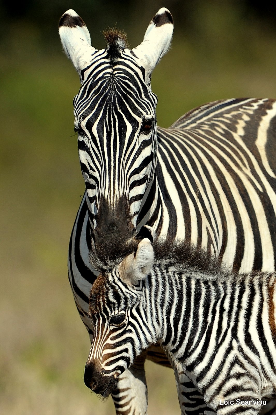 Zèbre/Zebra (11)