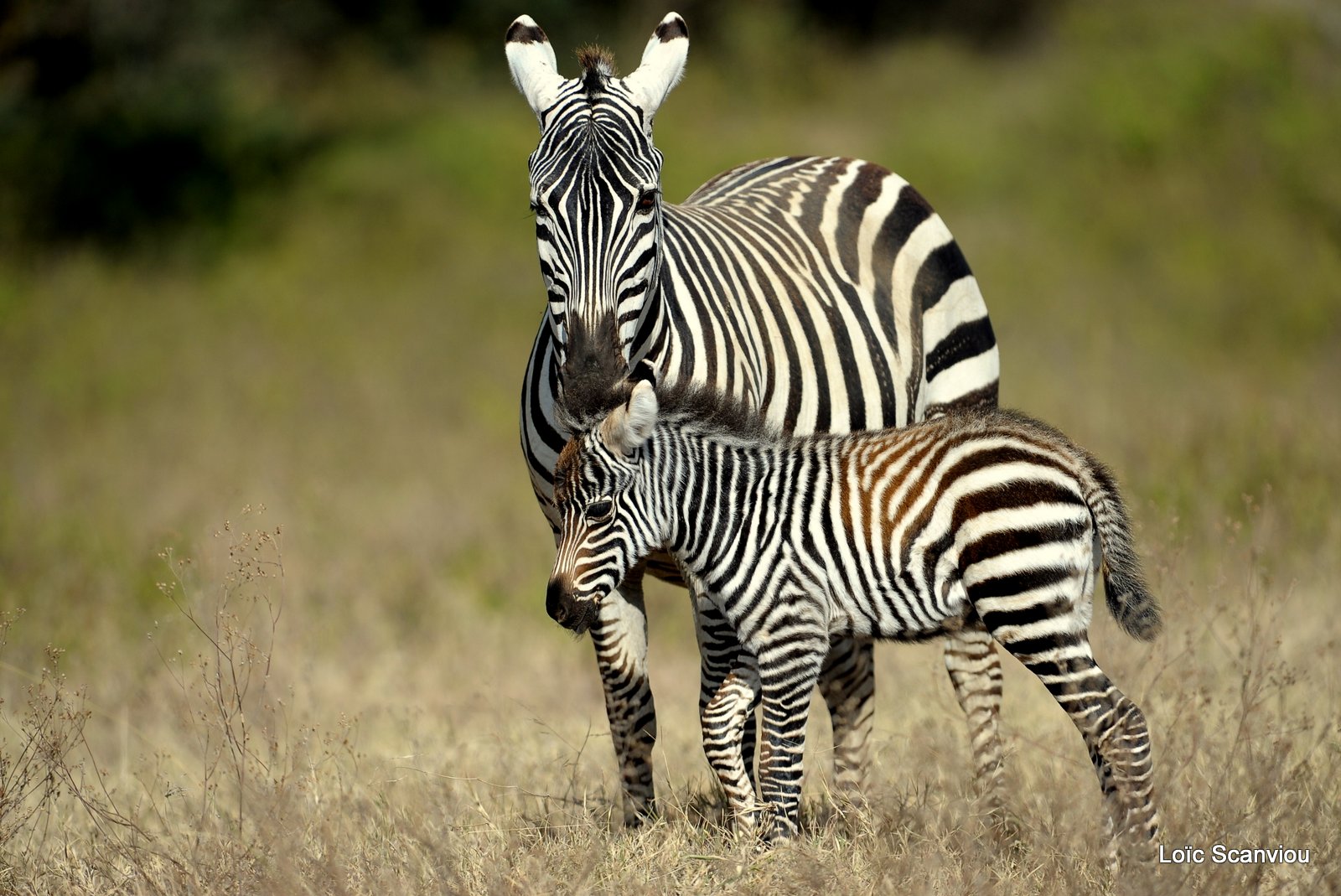 Zèbre/Zebra (12)