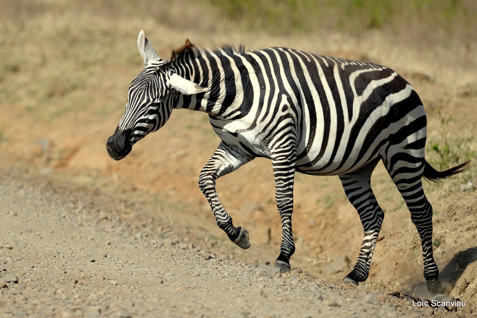 Zèbre/Zebra (13)