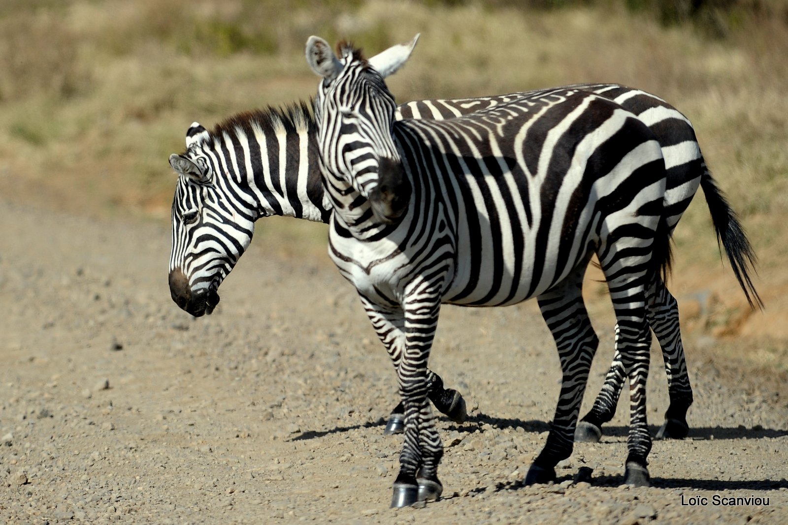 Zèbre/Zebra (14)