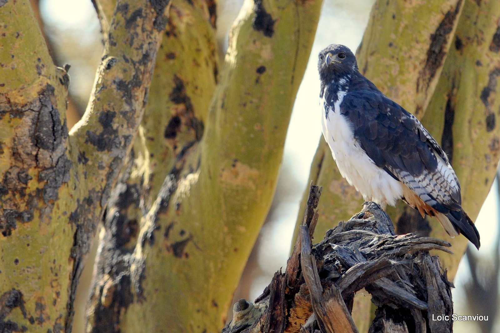 Buse augure/Augure Buzzard (2)