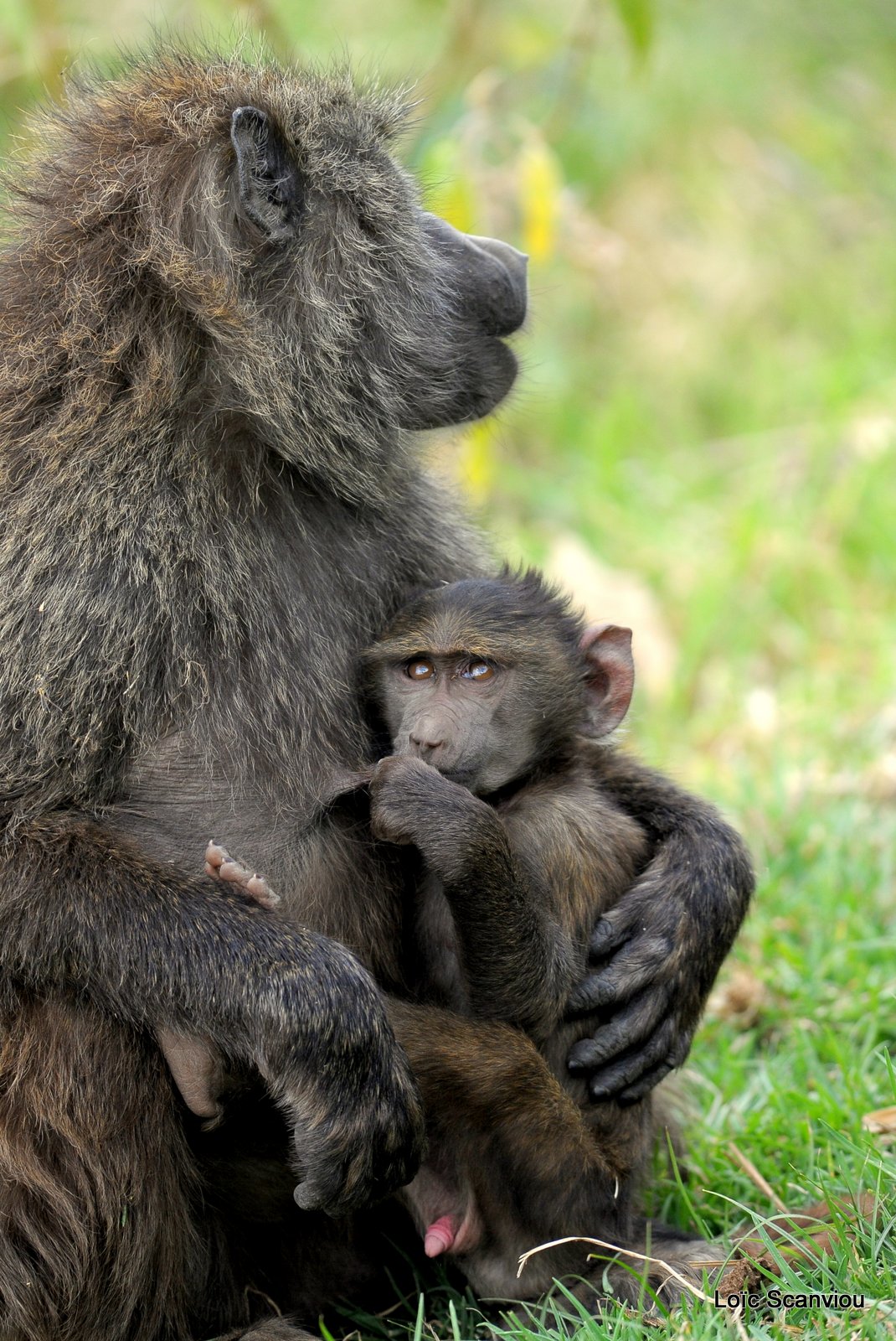 Babouin/Baboon (4)