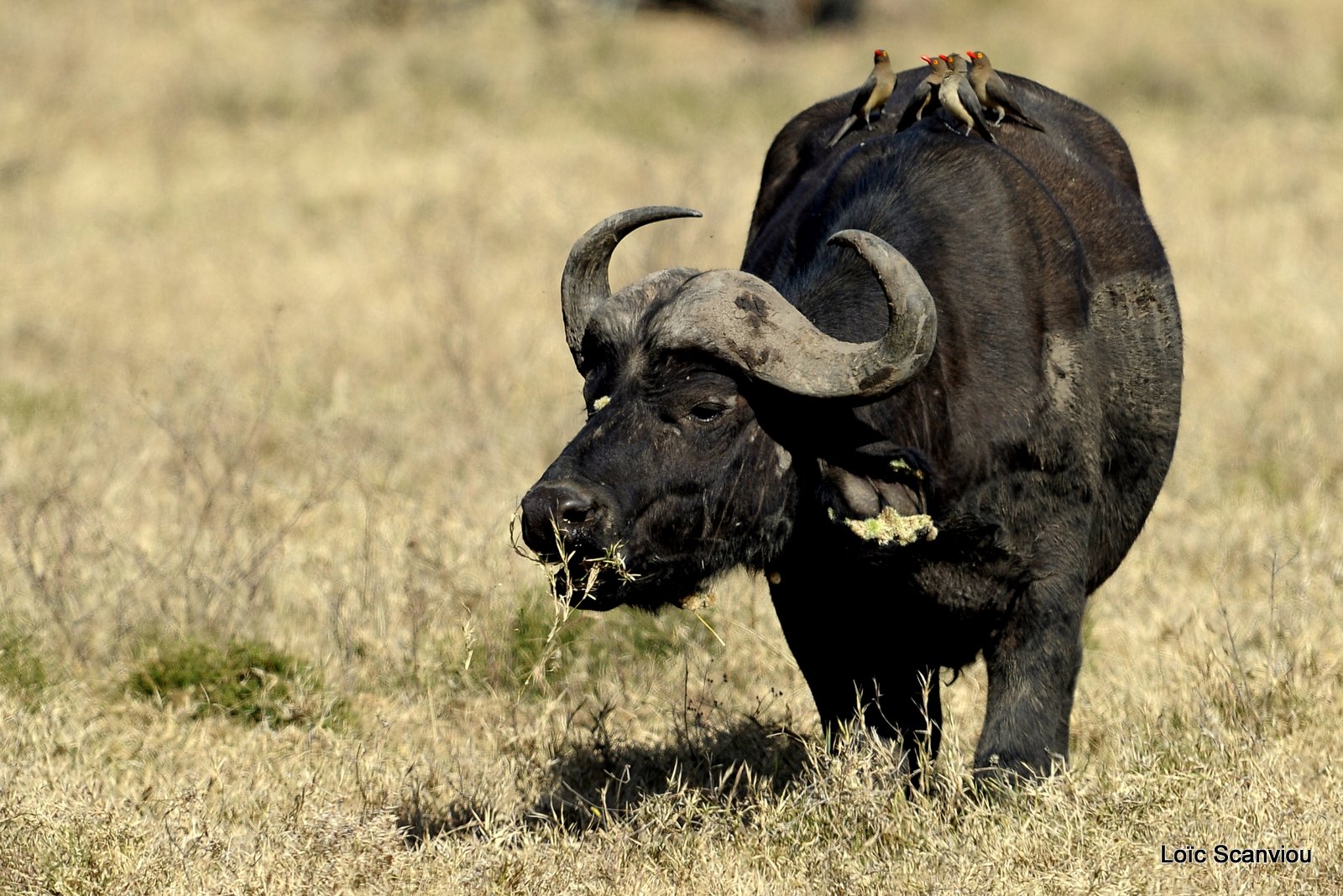 Buffle du Cap/Cape Buffalo (12)