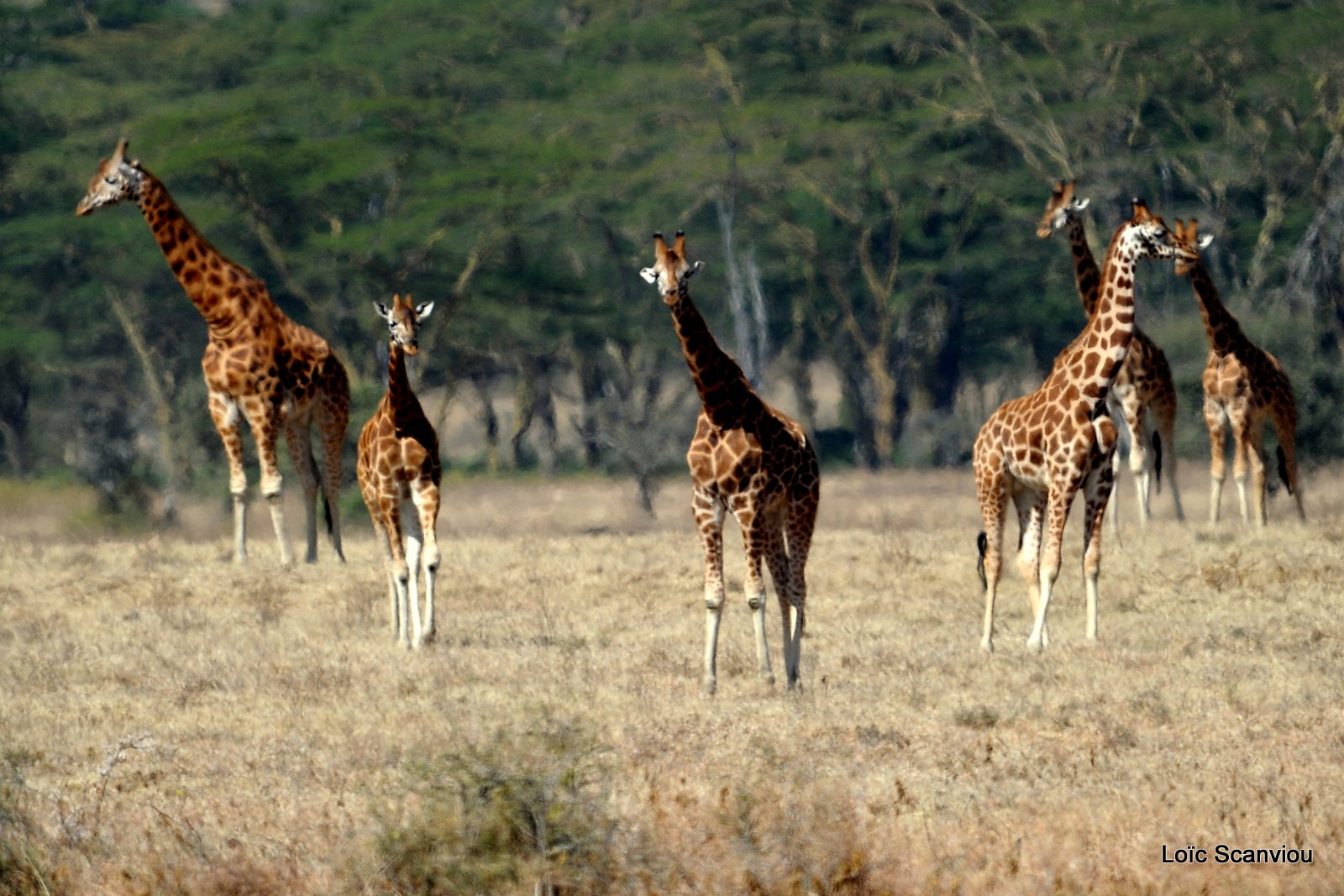 Girafe/Giraffe (3)