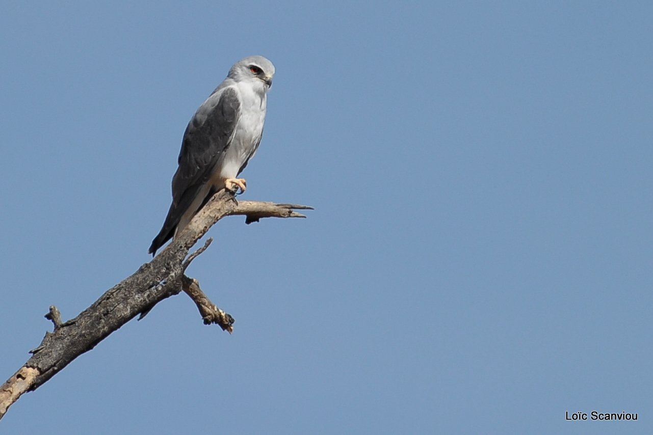 Elanion blanc/Black-shouldered Kite (1)