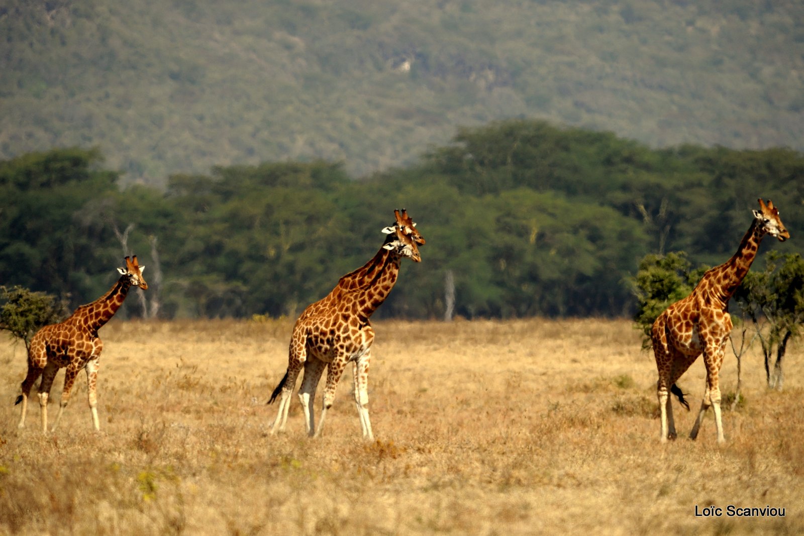 Girafe/Giraffe (4)