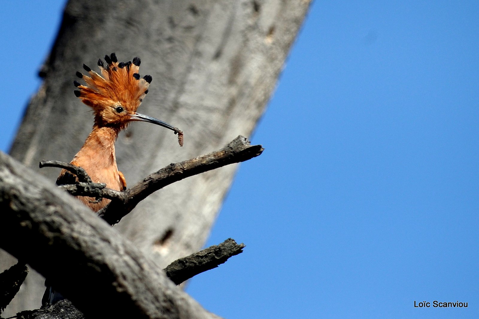 Huppe fasciée/African Hoopoe (1)