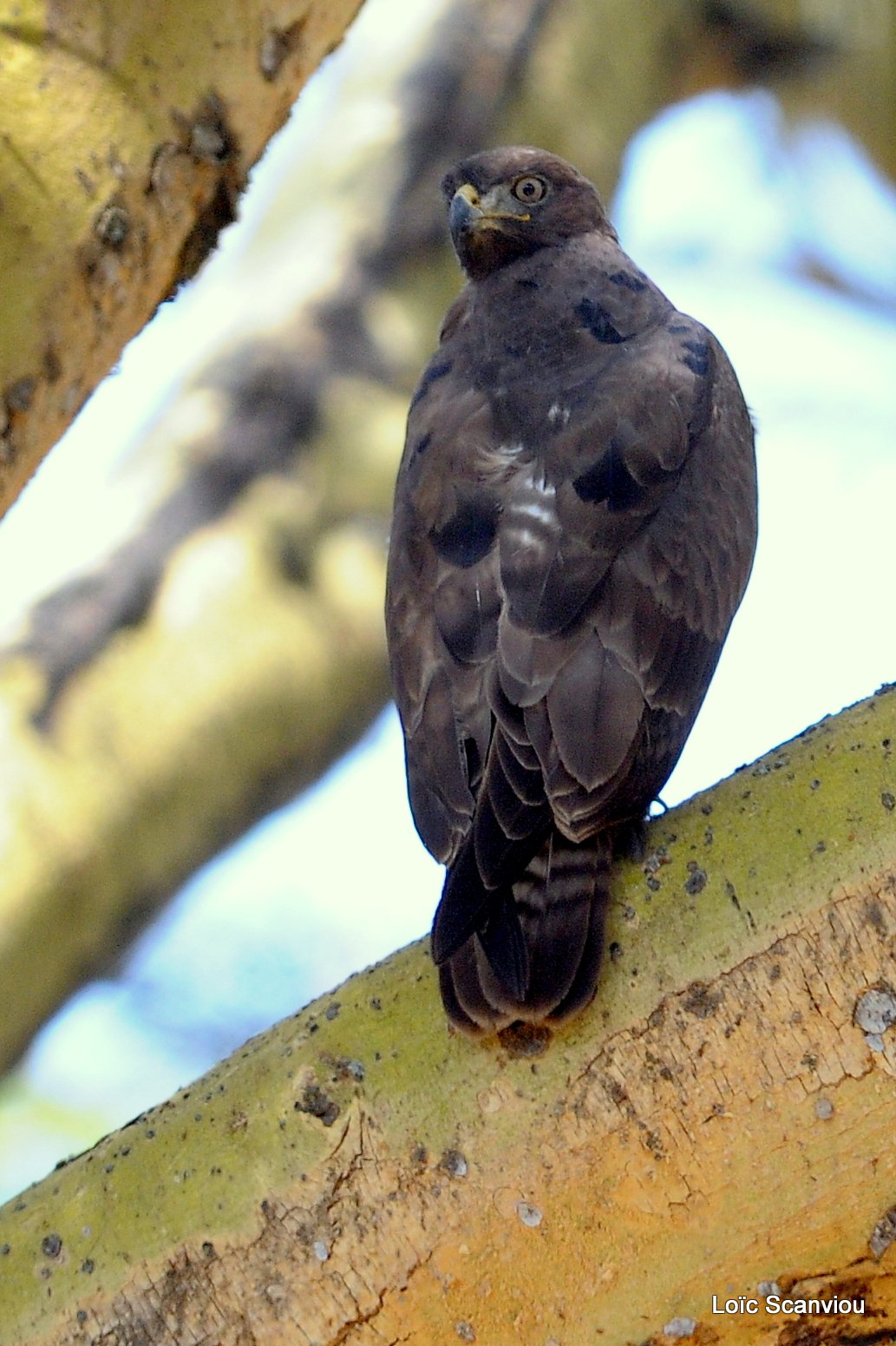 Lac Nakuru 2012 (125)