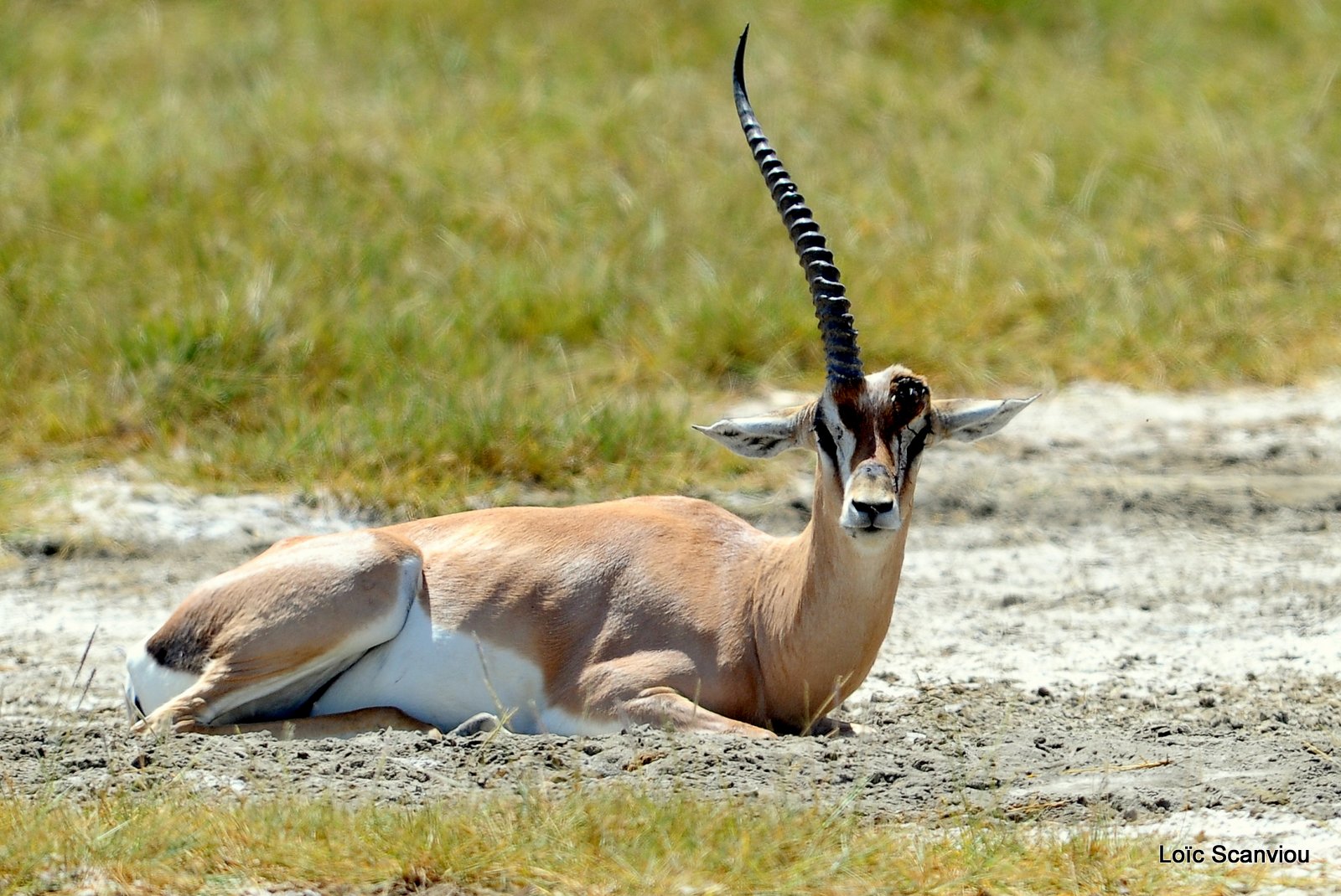 Gazelle de Grant/Grant's Gazelle (2)
