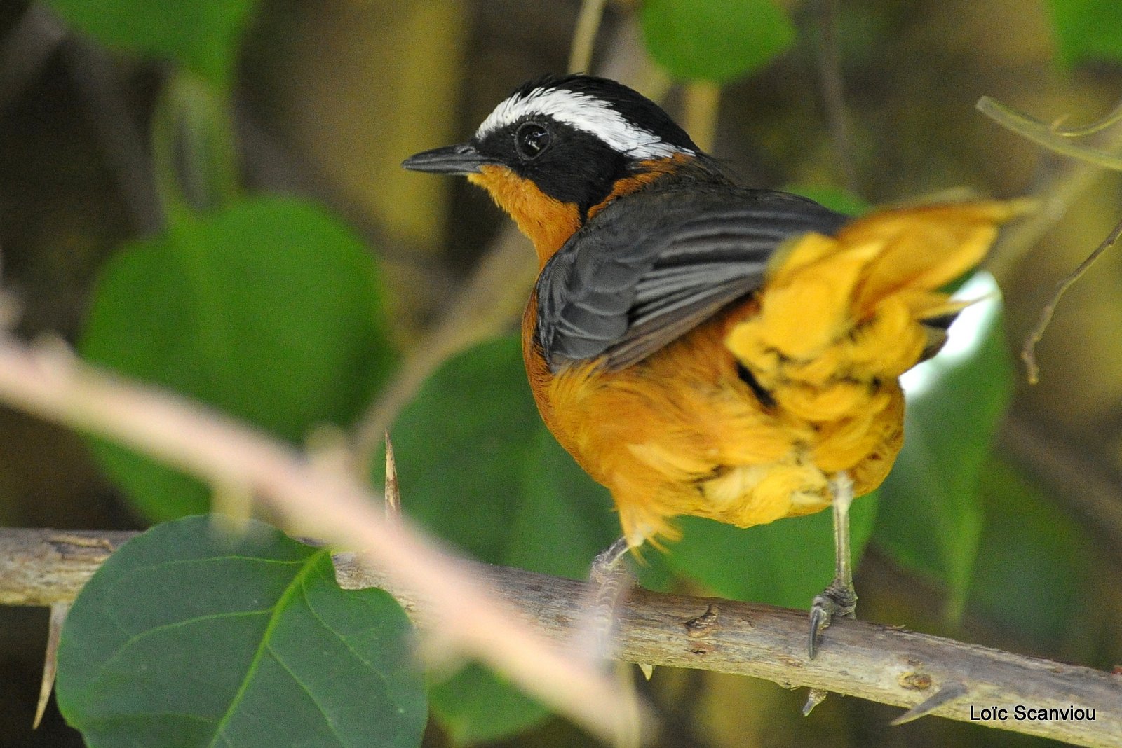 Cossyphe de Heuglin/White-browed Robin-Chat (1)