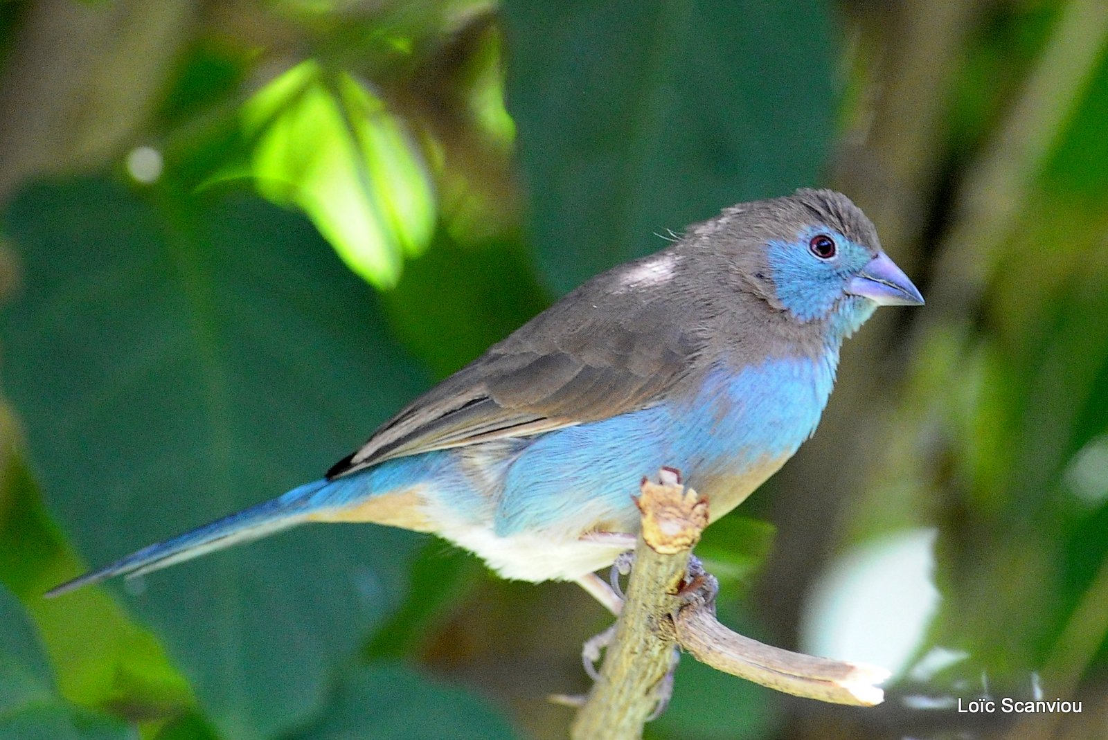 Cordonbleu d'Angola/Blue Waxbill (1)