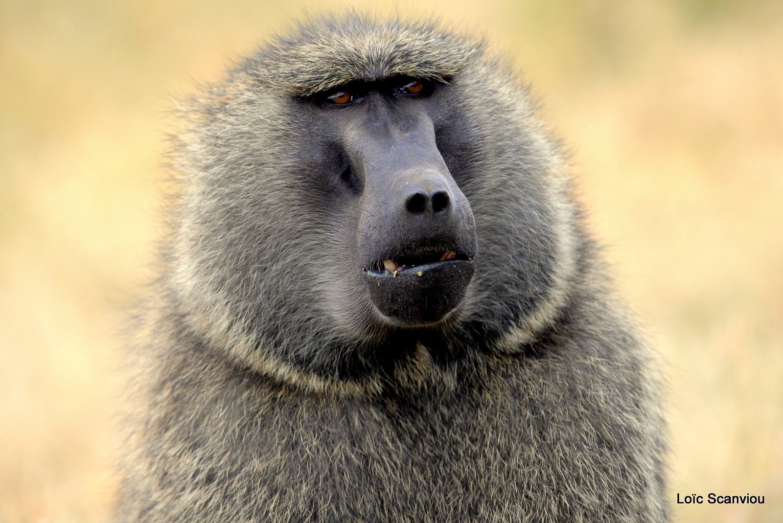 Babouin/Baboon (5)