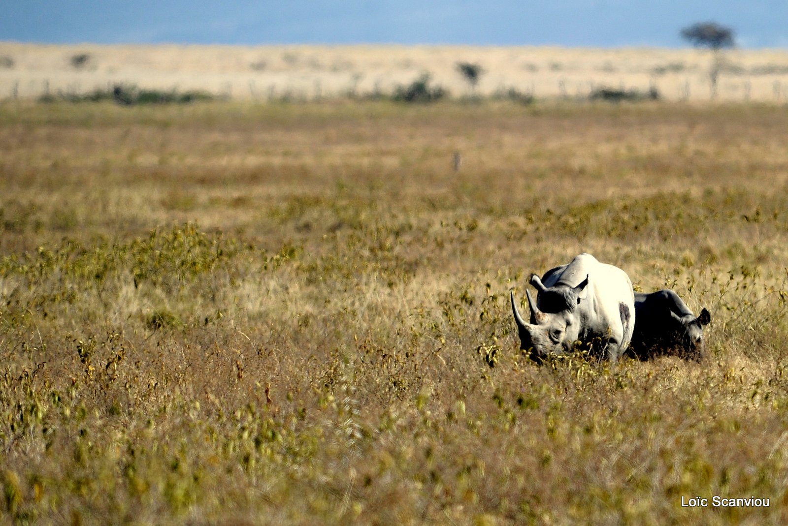 Rhinocéros noir/Black Rhino (2)