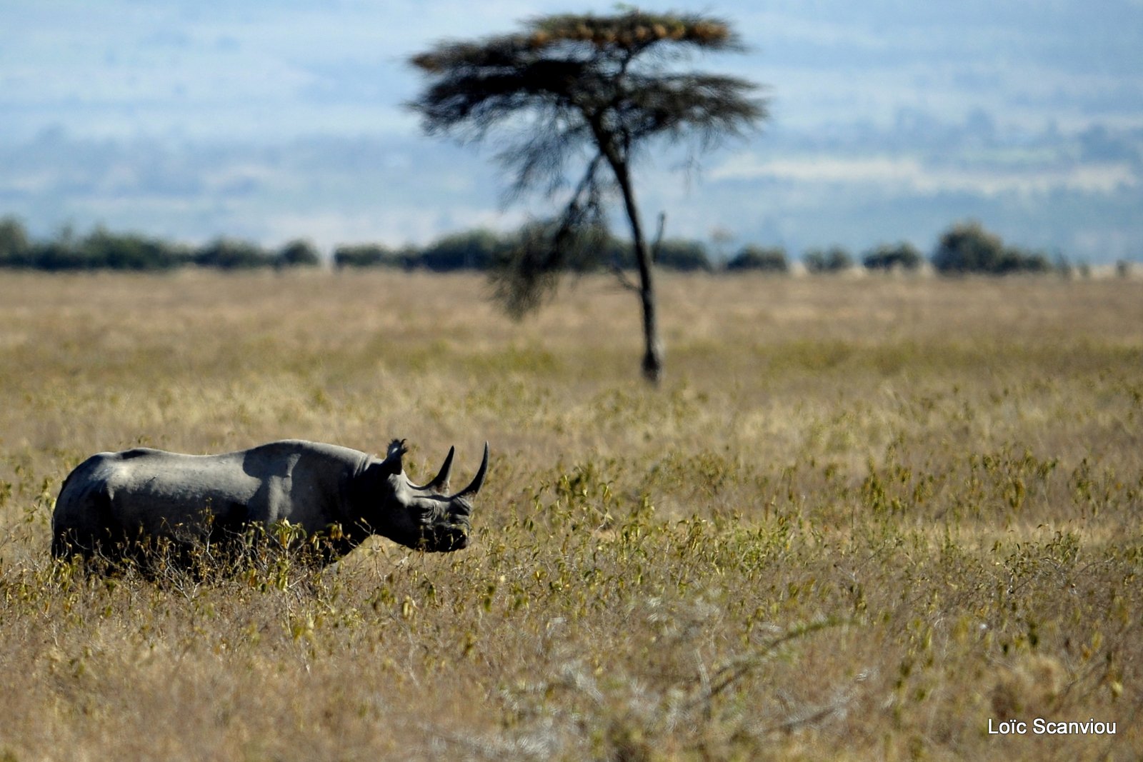 Rhinocéros noir/Black Rhino (3)