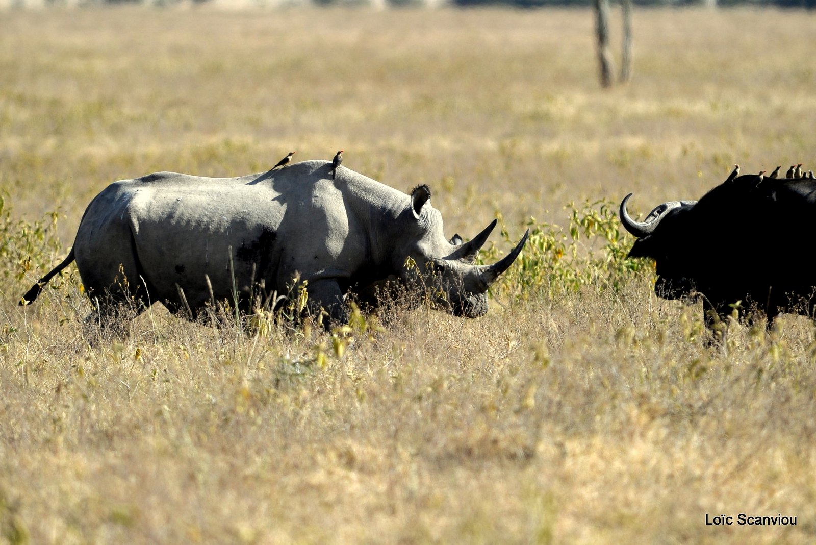 Rhinocéros noir/Black Rhino (4)