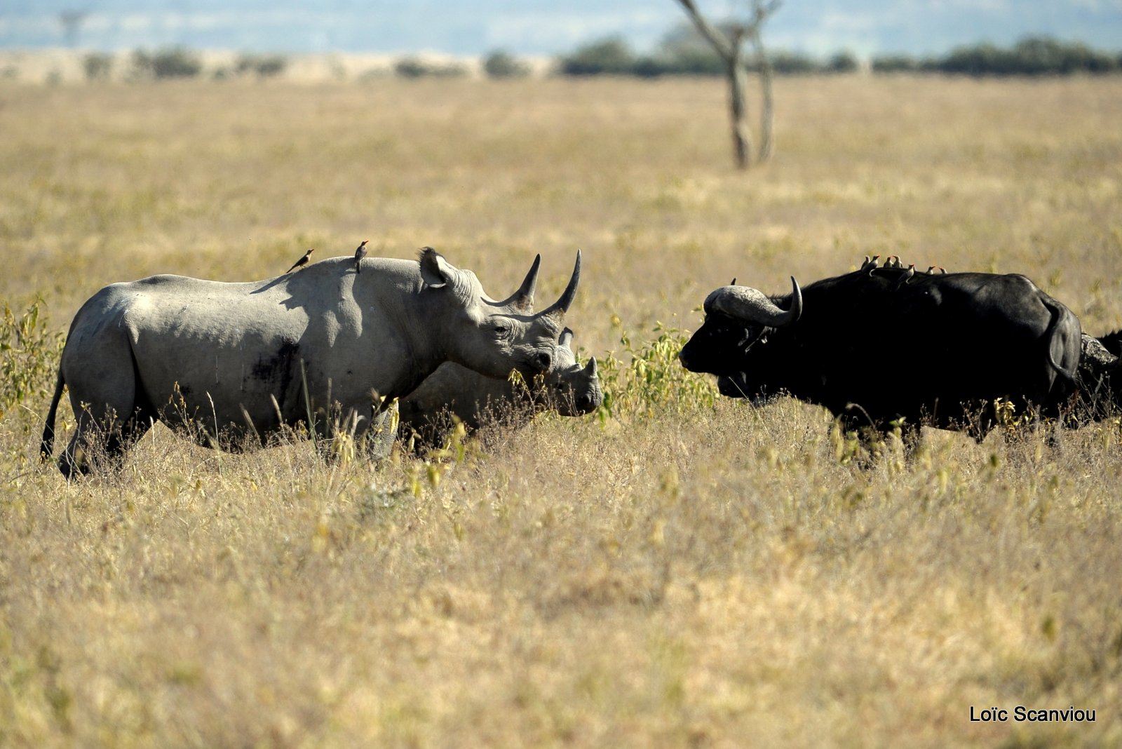 Rhinocéros noir/Black Rhino (5)