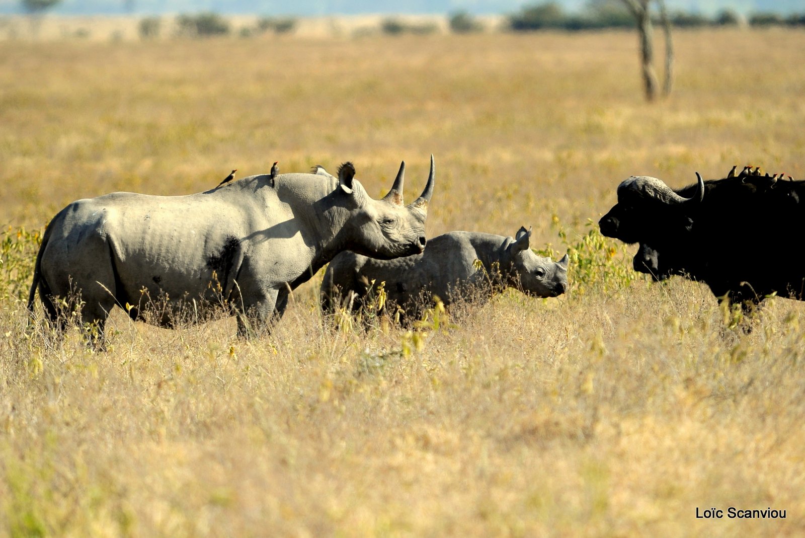 Rhinocéros noir/Black Rhino (6)