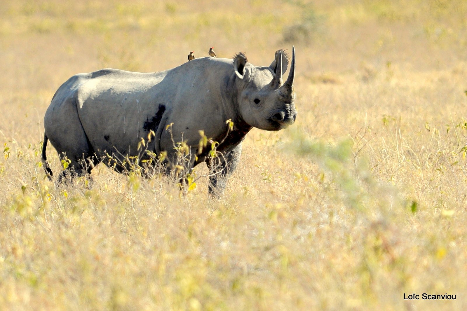Rhinocéros noir/Black Rhino (7)