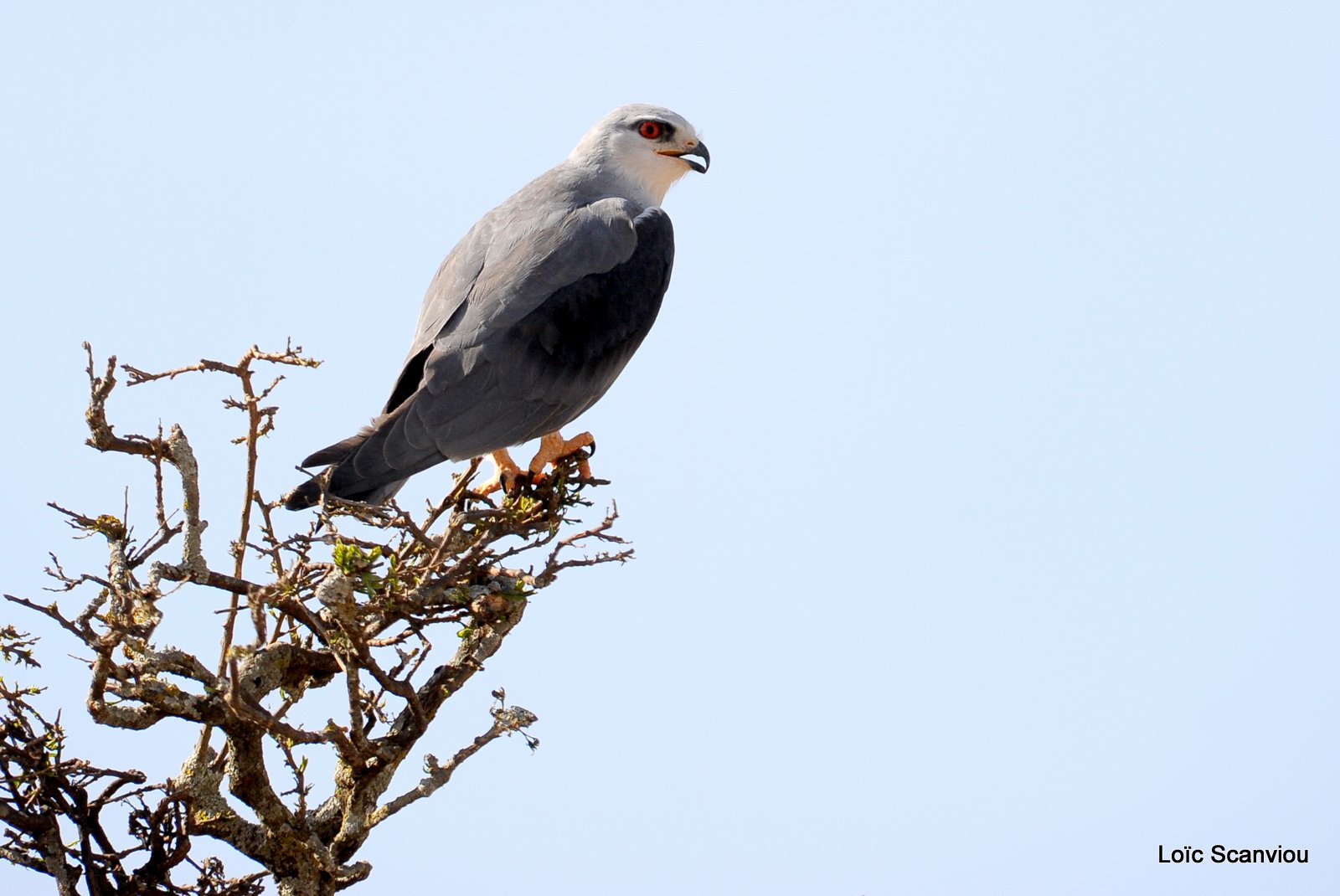 Elanion blanc/Black-shouldered Kite (2)