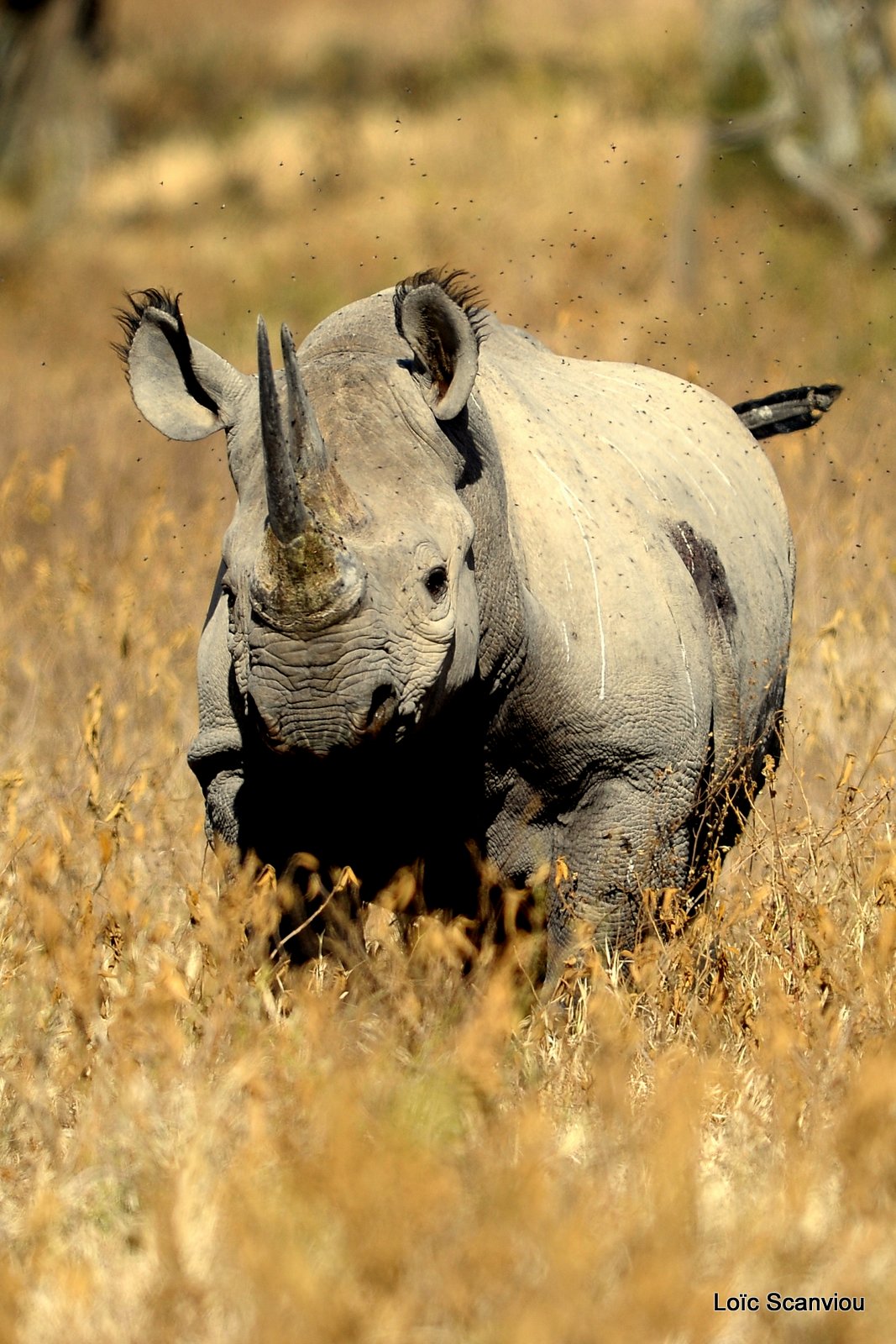 Rhinocéros noir/Black Rhino (11)