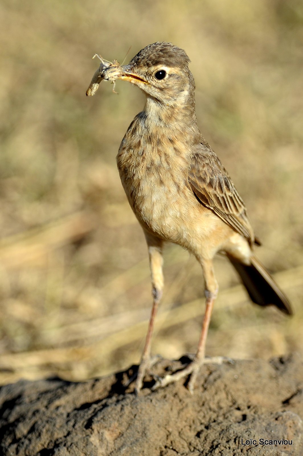 Lac Nakuru 2012 (142)