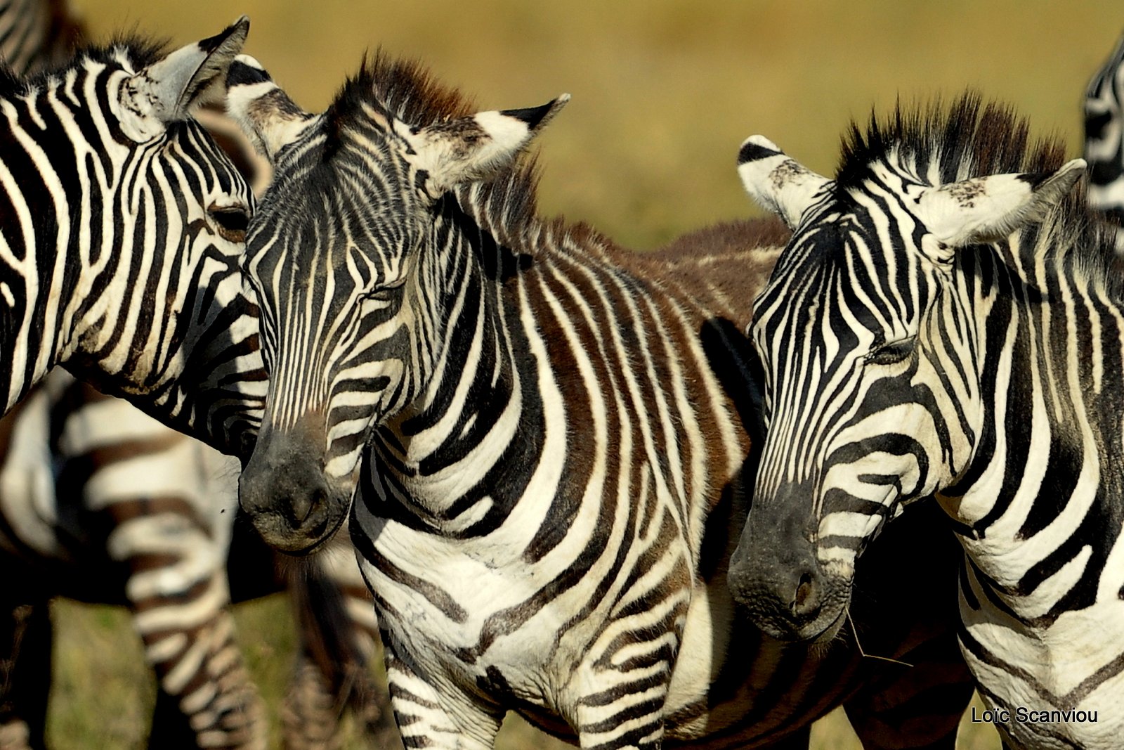 Zèbre/Zebra (16)