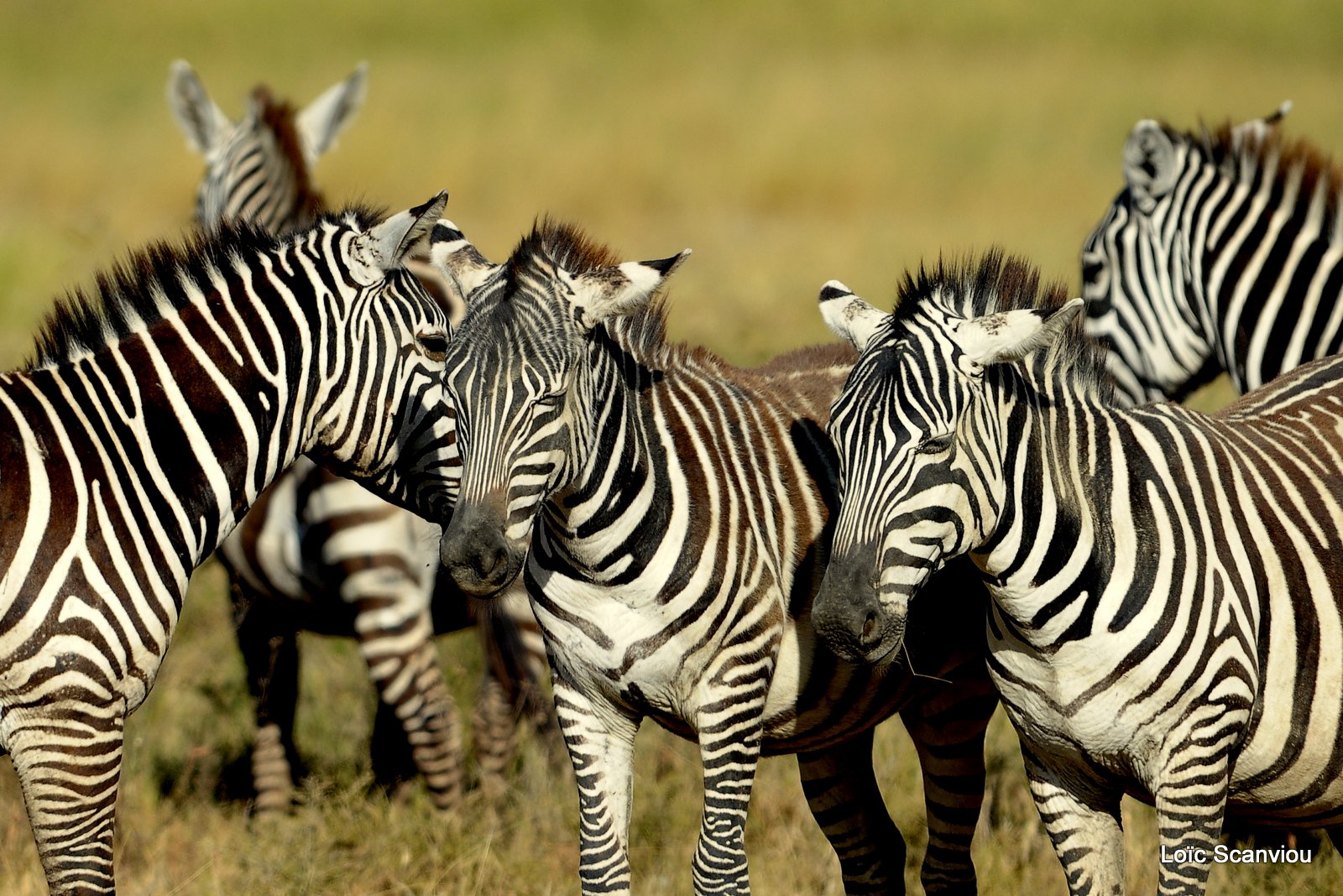 Zèbre/Zebra (17)