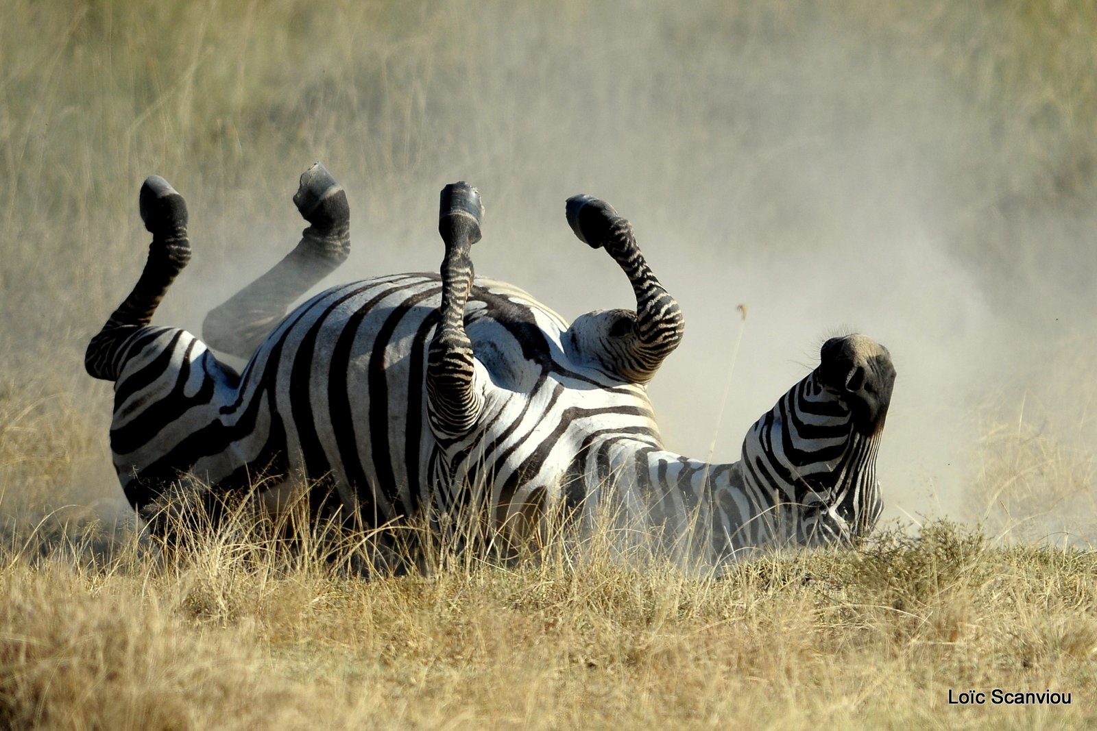 Zèbre/Zebra (18)