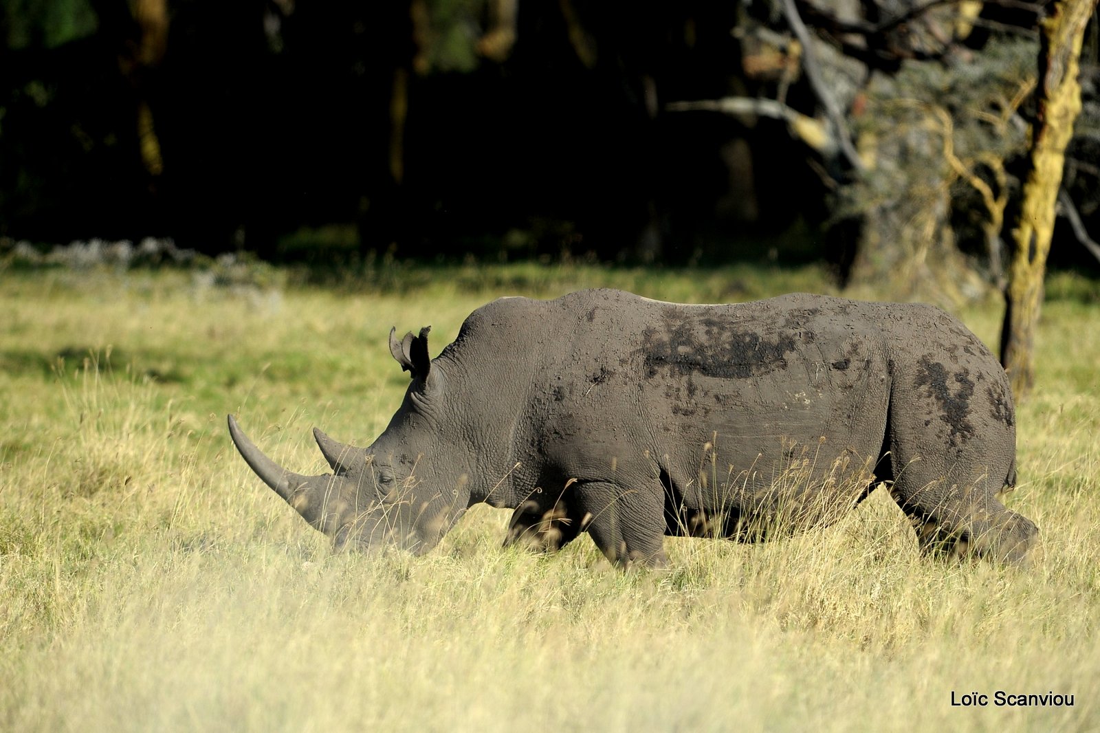 Rhinocéros blanc/White Rhino (13)