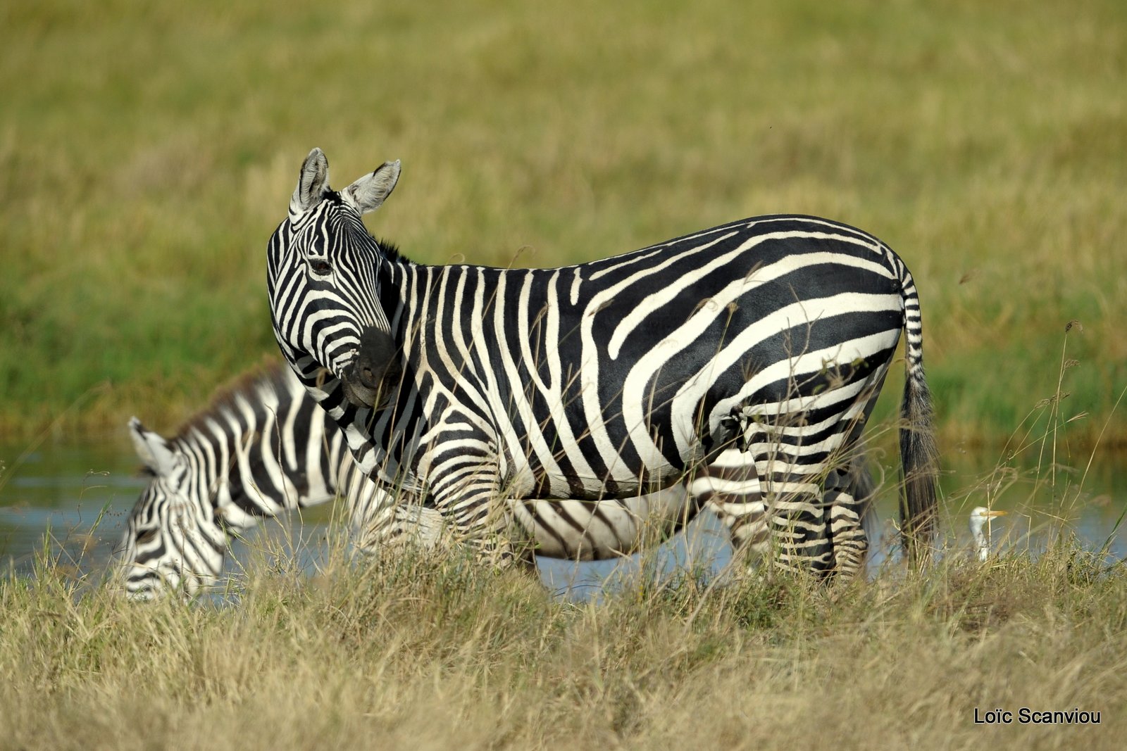 Zèbre/Zebra (19)