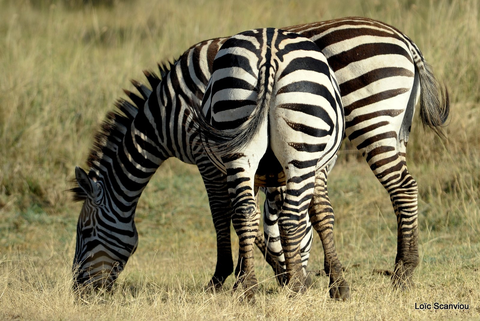 Zèbre/Zebra (20)